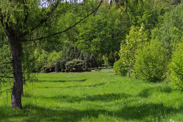 Ormanın derinliklerindeki ağaçların ve çalıların iç içe geçtiği resim gibi. Eko projeleri, medya ve tasarım için mükemmel. Yüksek çözünürlük, doğal renkler, otantik orman atmosferi.