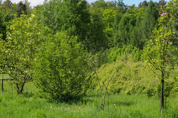 Ormanın derinliklerindeki ağaçların ve çalıların iç içe geçtiği resim gibi. Eko projeleri, medya ve tasarım için mükemmel. Yüksek çözünürlük, doğal renkler, otantik orman atmosferi.