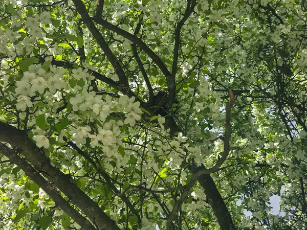 Botanik bahçesinde canlı ağaçlar. Seyahat rehberleri, peyzaj tasarımı ve bahar projeleri için mükemmel. Yüksek çözünürlük, zengin renkler, doğa kutlamaları