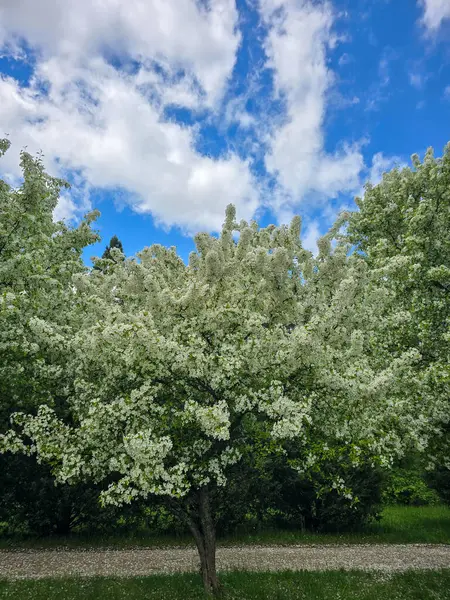 Botanik bahçesinde canlı ağaçlar. Seyahat rehberleri, peyzaj tasarımı ve bahar projeleri için mükemmel. Yüksek çözünürlük, zengin renkler, doğa kutlamaları