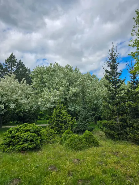 Botanik bahçesinde canlı ağaçlar. Seyahat rehberleri, peyzaj tasarımı ve bahar projeleri için mükemmel. Yüksek çözünürlük, zengin renkler, doğa kutlamaları