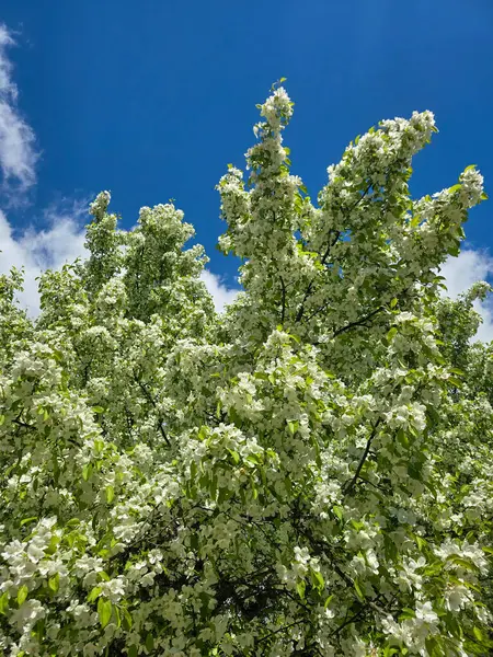 Botanik bahçesinde canlı ağaçlar. Seyahat rehberleri, peyzaj tasarımı ve bahar projeleri için mükemmel. Yüksek çözünürlük, zengin renkler, doğa kutlamaları