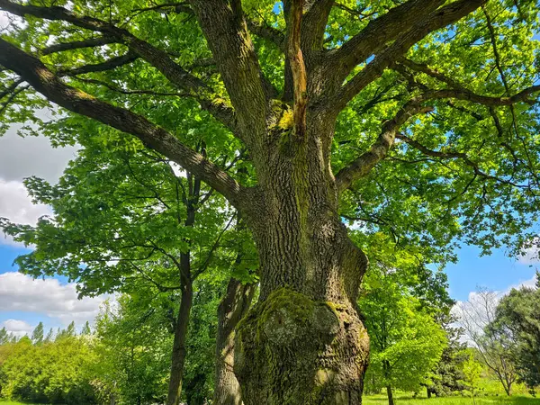 Mavi gökyüzüne doğru uzanan muhteşem bir gölgeliği olan tek bir ağaç. Peyzaj tasarımı, ekolojik projeler ve medya için mükemmel. Yüksek kalite, doğal renkler, doğal ihtişam atmosferi..