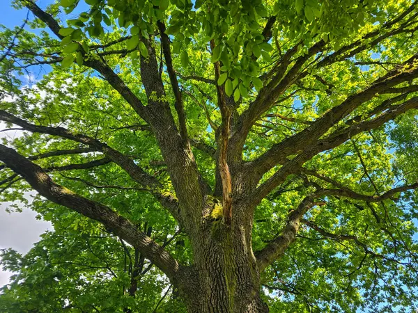Mavi gökyüzüne doğru uzanan muhteşem bir gölgeliği olan tek bir ağaç. Peyzaj tasarımı, ekolojik projeler ve medya için mükemmel. Yüksek kalite, doğal renkler, doğal ihtişam atmosferi..