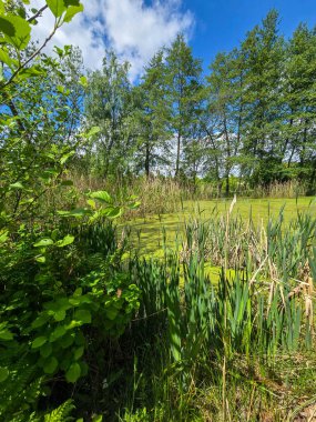 Sokak araları, çimenler ve süs bitkileriyle iyi korunmuş park manzarası. Turizm projeleri, kentsel gelişim ve eğlence reklamları için mükemmel. Yüksek kalite, doğal renkler, barışçıl atmosfer