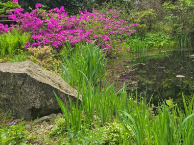 Çiçek açan çalılarla ve huzurlu bir göleti çevreleyen ağaçlarla dolu bahar manzarası doğayla uyum içinde. Suya yansıyan narin yapraklar, hayatı uyandırmanın güzelliğini vurgular. Bahçıvanlık, eko-turizm, rahatlama ve manzara tasarımı için mükemmel.