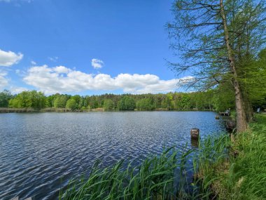 Botanik Bahçesi 'nin manzaralı gölleri güneş ışığıyla yıkandı. Doğa, seyahat ve sağlık projeleri için mükemmel. Kristal su, ağaç yansımaları ve sakin atmosfer..