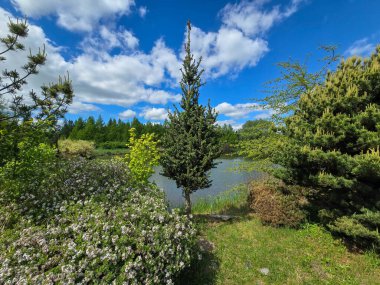 Botanik Bahçesi 'nin manzaralı gölleri güneş ışığıyla yıkandı. Doğa, seyahat ve sağlık projeleri için mükemmel. Kristal su, ağaç yansımaları ve sakin atmosfer..