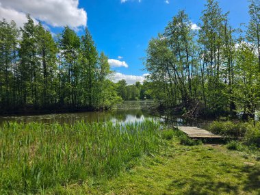 Botanik Bahçesi 'nin manzaralı gölleri güneş ışığıyla yıkandı. Doğa, seyahat ve sağlık projeleri için mükemmel. Kristal su, ağaç yansımaları ve sakin atmosfer..