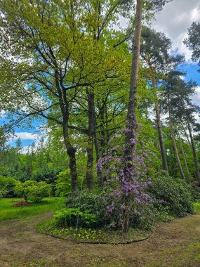 Çiçek açan çalılarla ve huzurlu bir göleti çevreleyen ağaçlarla dolu bahar manzarası doğayla uyum içinde. Suya yansıyan narin yapraklar, hayatı uyandırmanın güzelliğini vurgular. Bahçıvanlık, eko-turizm, rahatlama ve manzara tasarımı için mükemmel.