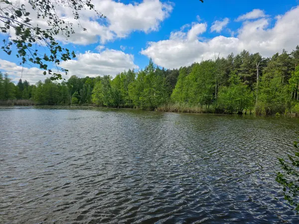 Botanik Bahçesi 'nin manzaralı gölleri güneş ışığıyla yıkandı. Doğa, seyahat ve sağlık projeleri için mükemmel. Kristal su, ağaç yansımaları ve sakin atmosfer..