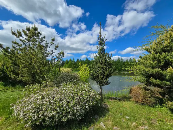 Botanik Bahçesi 'nin manzaralı gölleri güneş ışığıyla yıkandı. Doğa, seyahat ve sağlık projeleri için mükemmel. Kristal su, ağaç yansımaları ve sakin atmosfer..
