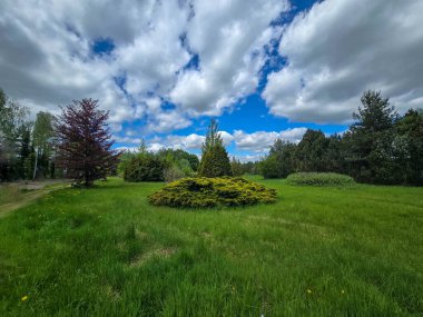 Bereketli yeşillik ve mavi gökyüzü ile canlı güneşli bir manzara. Turizm, reklam ve olumlu içerik için mükemmel. Sıcak yaz renkleri ve doğanın ahengi