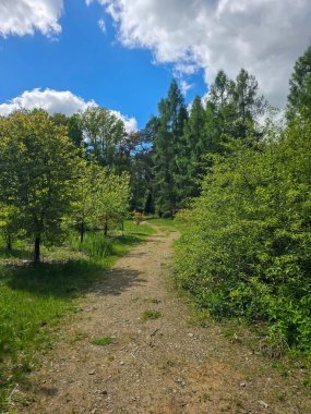 Bereketli yeşillik ve mavi gökyüzü ile canlı güneşli bir manzara. Turizm, reklam ve olumlu içerik için mükemmel. Sıcak yaz renkleri ve doğanın ahengi