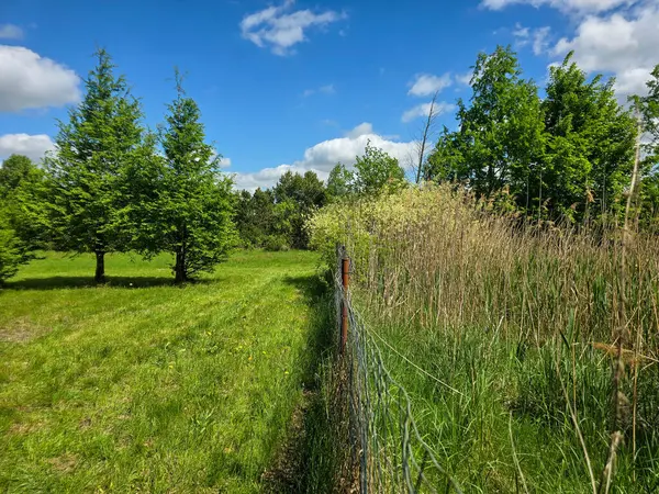 Bereketli yeşillik ve mavi gökyüzü ile canlı güneşli bir manzara. Turizm, reklam ve olumlu içerik için mükemmel. Sıcak yaz renkleri ve doğanın ahengi