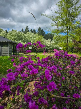 Botanik bahçesinde açan çiçeklerden oluşan canlı bir sıra baharın özünü yakalıyor. Doğa, peyzaj, bahçıvanlık ve mevsimsel içerik için mükemmel.