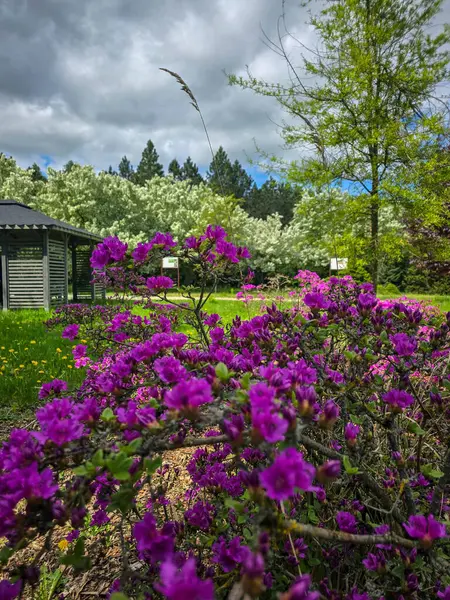 Botanik bahçesinde açan çiçeklerden oluşan canlı bir sıra baharın özünü yakalıyor. Doğa, peyzaj, bahçıvanlık ve mevsimsel içerik için mükemmel.