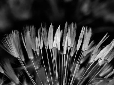 Bu siyah-beyaz bitki fotoğrafçılığı ışığın, gölgelerin ve dokuların etkileşimiyle narin güzellikleri ortaya çıkarır. Her yaprak ve gövde, minimalist ve şık görüntüler yaratan grafik bir element haline gelir. İskandinav, minimalist veya