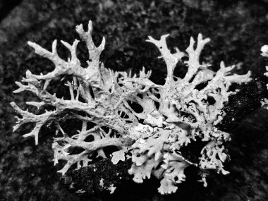 Bu siyah-beyaz bitki fotoğrafçılığı ışığın, gölgelerin ve dokuların etkileşimiyle narin güzellikleri ortaya çıkarır. Her yaprak ve gövde, minimalist ve şık görüntüler yaratan grafik bir element haline gelir. İskandinav, minimalist veya