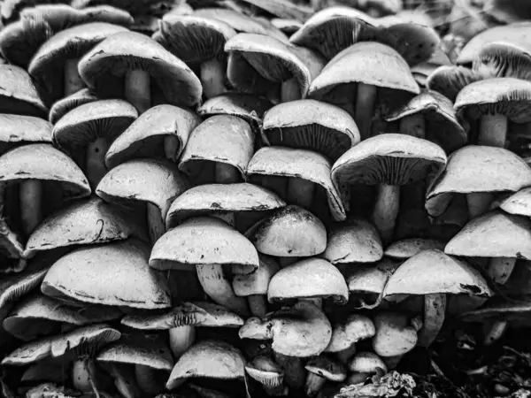 Yukarıdan çekilmiş sarmal bir merdivenin siyah beyaz fotoğrafı dramatik ve büyüleyici bir mimari kompozisyonu ortaya çıkarıyor. Işık ve gölgenin etkileşimi derinlik ve samimiyet duygusunu arttırır, sıradan bir merdiven boşluğunu bir işe çevirir.