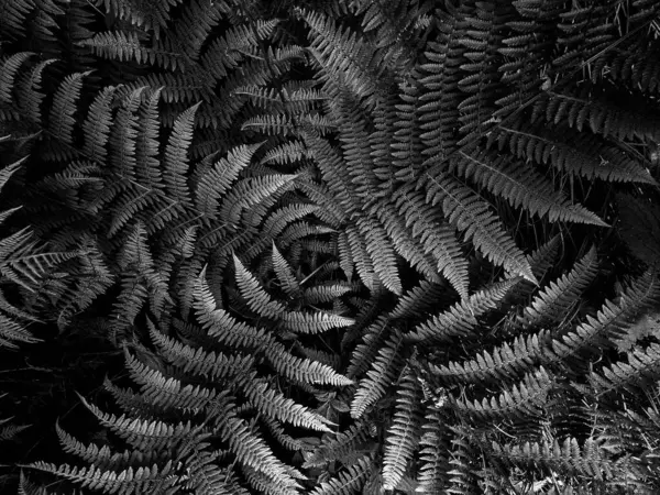 Bu siyah-beyaz bitki fotoğrafçılığı ışığın, gölgelerin ve dokuların etkileşimiyle narin güzellikleri ortaya çıkarır. Her yaprak ve gövde, minimalist ve şık görüntüler yaratan grafik bir element haline gelir. İskandinav, minimalist veya