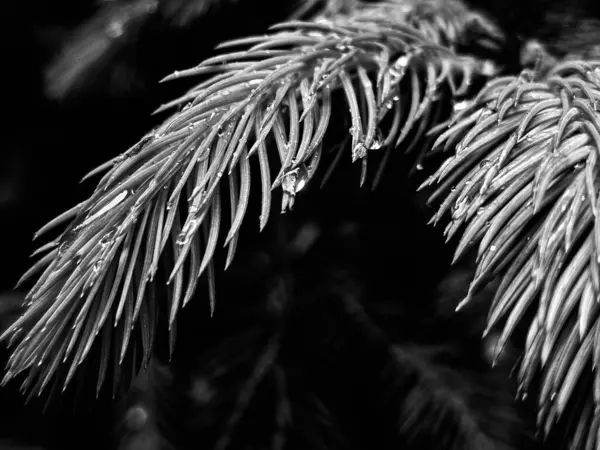 Bu siyah-beyaz bitki fotoğrafçılığı ışığın, gölgelerin ve dokuların etkileşimiyle narin güzellikleri ortaya çıkarır. Her yaprak ve gövde, minimalist ve şık görüntüler yaratan grafik bir element haline gelir. İskandinav, minimalist veya