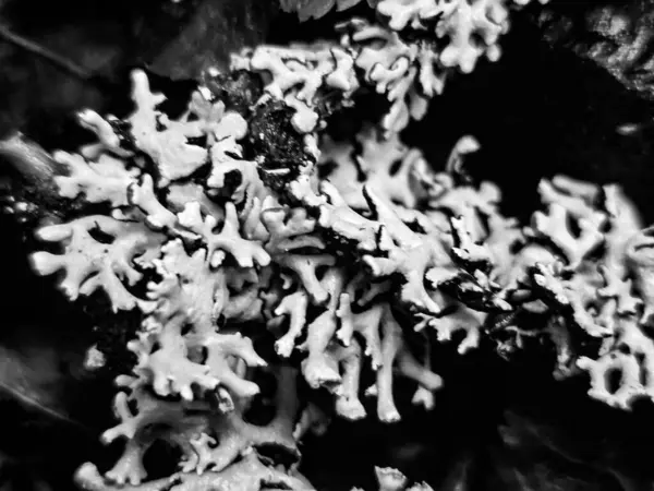 Bu siyah-beyaz bitki fotoğrafçılığı ışığın, gölgelerin ve dokuların etkileşimiyle narin güzellikleri ortaya çıkarır. Her yaprak ve gövde, minimalist ve şık görüntüler yaratan grafik bir element haline gelir. İskandinav, minimalist veya