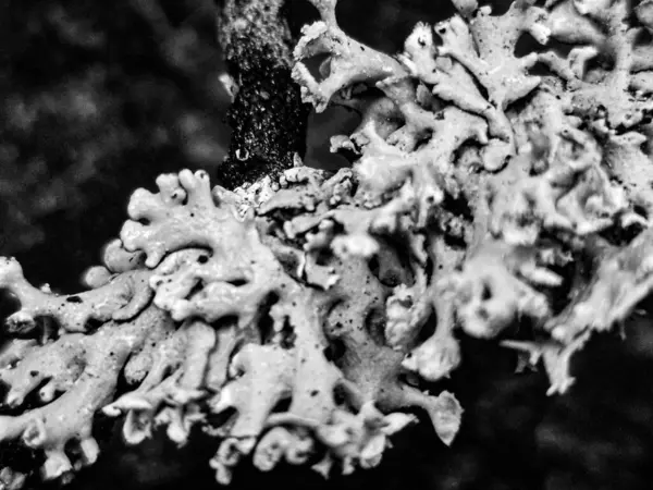 Bu siyah-beyaz bitki fotoğrafçılığı ışığın, gölgelerin ve dokuların etkileşimiyle narin güzellikleri ortaya çıkarır. Her yaprak ve gövde, minimalist ve şık görüntüler yaratan grafik bir element haline gelir. İskandinav, minimalist veya