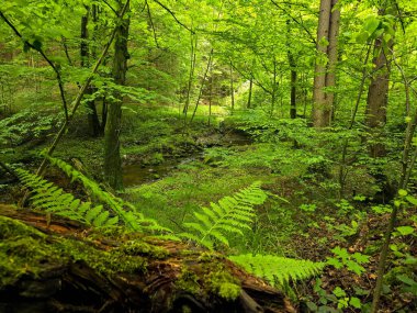 Reklamlar için kaliteli HD orman manzarası fotoğrafları, tasarım yaratıcılığı. İnternet siteleri ve sosyal medya baskısı için mükemmel. Çarpıcı kalitede bir doğa.