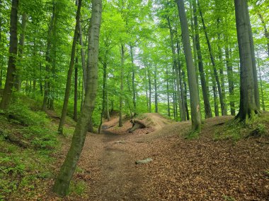 Reklamlar için kaliteli HD orman manzarası fotoğrafları, tasarım yaratıcılığı. İnternet siteleri ve sosyal medya baskısı için mükemmel. Çarpıcı kalitede bir doğa.