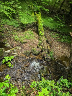 Reklamlar için kaliteli HD orman manzarası fotoğrafları, tasarım yaratıcılığı. İnternet siteleri ve sosyal medya baskısı için mükemmel. Çarpıcı kalitede bir doğa.
