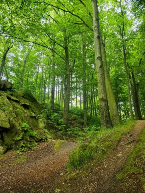 Reklamlar için kaliteli HD orman manzarası fotoğrafları, tasarım yaratıcılığı. İnternet siteleri ve sosyal medya baskısı için mükemmel. Çarpıcı kalitede bir doğa.
