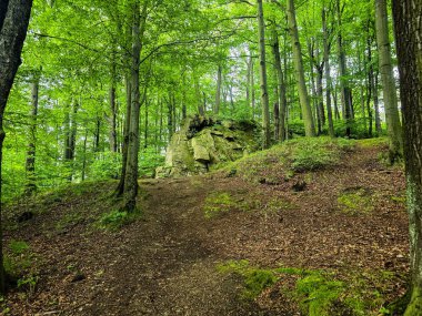 Reklamlar için kaliteli HD orman manzarası fotoğrafları, tasarım yaratıcılığı. İnternet siteleri ve sosyal medya baskısı için mükemmel. Çarpıcı kalitede bir doğa.