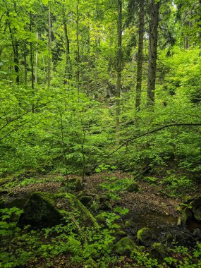 Reklamlar için kaliteli HD orman manzarası fotoğrafları, tasarım yaratıcılığı. İnternet siteleri ve sosyal medya baskısı için mükemmel. Çarpıcı kalitede bir doğa.