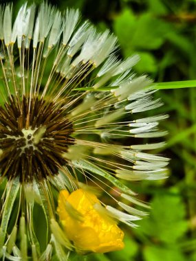Vahşi orman bitki fotoğrafları koleksiyonu. Botanik projeleri, eko-tasarım ve eğitim materyalleri için mükemmel. Her karede doğal güzellik