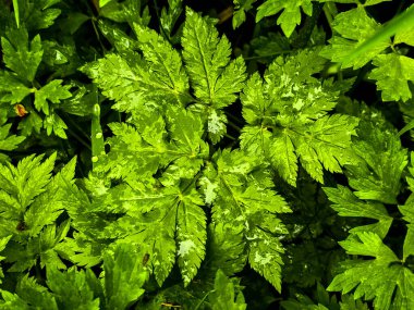 Vahşi orman bitki fotoğrafları koleksiyonu. Botanik projeleri, eko-tasarım ve eğitim materyalleri için mükemmel. Her karede doğal güzellik