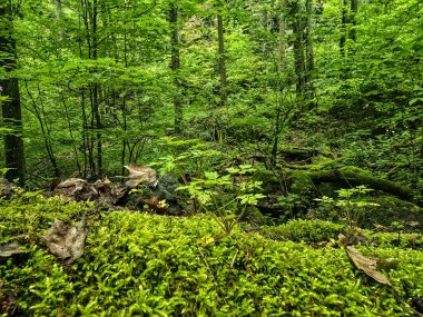 Vahşi orman bitki fotoğrafları koleksiyonu. Botanik projeleri, eko-tasarım ve eğitim materyalleri için mükemmel. Her karede doğal güzellik