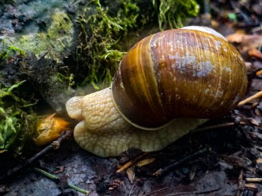Doğal ortamda eşsiz vahşi yaşam fotoğrafları. Ekolojik projeler, eğitim materyalleri ve tasarım için mükemmel. Orman hayvanlarının nadir anlarını yakaladık.