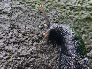 Doğal ortamda eşsiz vahşi yaşam fotoğrafları. Ekolojik projeler, eğitim materyalleri ve tasarım için mükemmel. Orman hayvanlarının nadir anlarını yakaladık.
