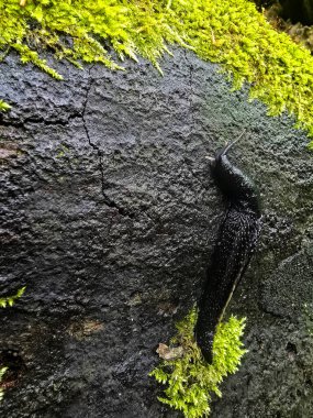 Doğal ortamda eşsiz vahşi yaşam fotoğrafları. Ekolojik projeler, eğitim materyalleri ve tasarım için mükemmel. Orman hayvanlarının nadir anlarını yakaladık.