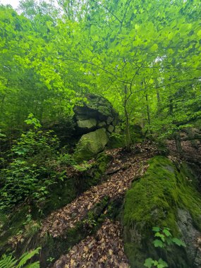 HD 'deki görkemli vahşi orman manzaraları. Tasarım, eko-projeler ve medya için mükemmel. Yoğun çalılıklar, sisli vadiler, hiç dokunulmamış doğa.