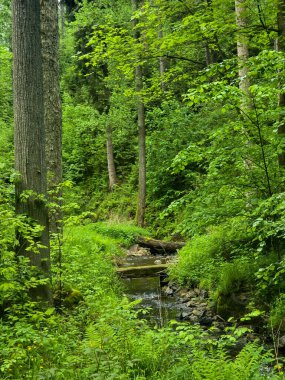 HD 'deki görkemli vahşi orman manzaraları. Tasarım, eko-projeler ve medya için mükemmel. Yoğun çalılıklar, sisli vadiler, hiç dokunulmamış doğa.
