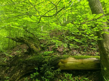 HD 'deki görkemli vahşi orman manzaraları. Tasarım, eko-projeler ve medya için mükemmel. Yoğun çalılıklar, sisli vadiler, hiç dokunulmamış doğa.