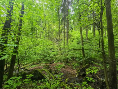 HD 'deki görkemli vahşi orman manzaraları. Tasarım, eko-projeler ve medya için mükemmel. Yoğun çalılıklar, sisli vadiler, hiç dokunulmamış doğa.