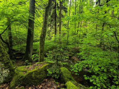 HD 'deki görkemli vahşi orman manzaraları. Tasarım, eko-projeler ve medya için mükemmel. Yoğun çalılıklar, sisli vadiler, hiç dokunulmamış doğa.