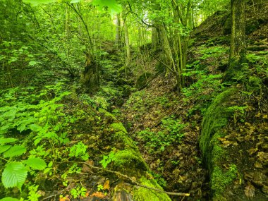 HD 'deki görkemli vahşi orman manzaraları. Tasarım, eko-projeler ve medya için mükemmel. Yoğun çalılıklar, sisli vadiler, hiç dokunulmamış doğa.