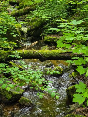 HD 'deki görkemli vahşi orman manzaraları. Tasarım, eko-projeler ve medya için mükemmel. Yoğun çalılıklar, sisli vadiler, hiç dokunulmamış doğa.