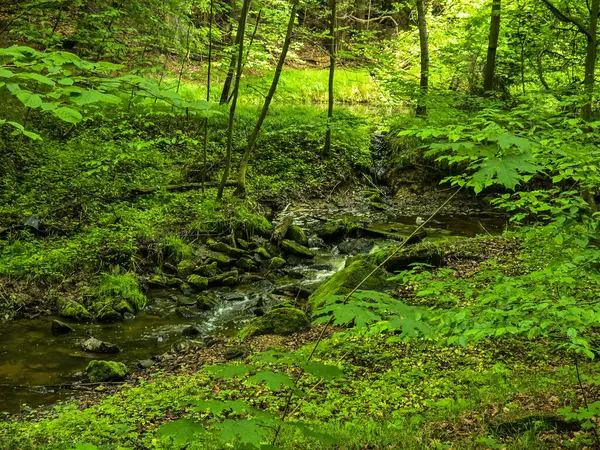 Reklamlar için kaliteli HD orman manzarası fotoğrafları, tasarım yaratıcılığı. İnternet siteleri ve sosyal medya baskısı için mükemmel. Çarpıcı kalitede bir doğa.