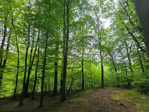 Reklamlar için kaliteli HD orman manzarası fotoğrafları, tasarım yaratıcılığı. İnternet siteleri ve sosyal medya baskısı için mükemmel. Çarpıcı kalitede bir doğa.