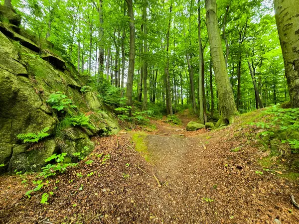 Reklamlar için kaliteli HD orman manzarası fotoğrafları, tasarım yaratıcılığı. İnternet siteleri ve sosyal medya baskısı için mükemmel. Çarpıcı kalitede bir doğa.